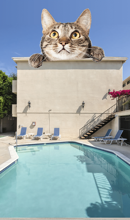 White Oak Apartments in Encino A cat perched on top of a building in Encino.